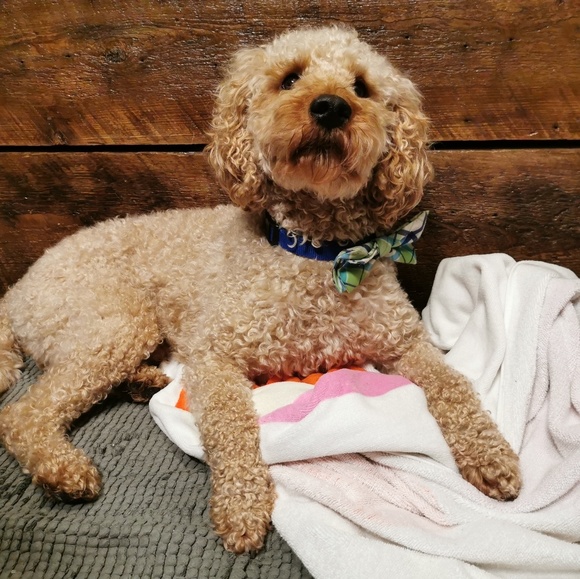 Meet your Posher, Gilles - Picture 1 of 1